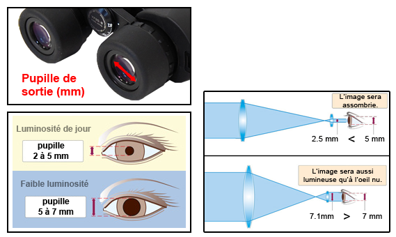Comprendre l'importance de la pupille de sortie des jumelles